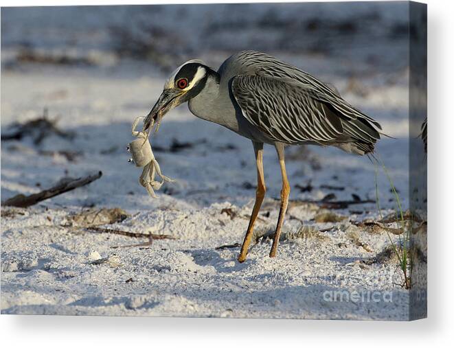 Yellow-crowned Night Heron; Birds; Florida; Cwa; Fort Myers Beach; Nature; Animals; Wildlife; Wild; Beach; Ghost Crab; Crabs; Breakfast; Canvas Print featuring the photograph Crab for Breakfast by Meg Rousher