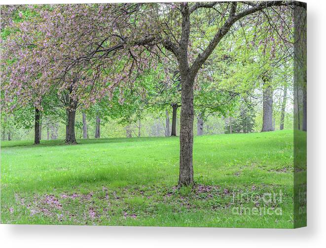 Crabapple Tree Canvas Print featuring the photograph Crabapple Tree in Spring by Tamara Becker