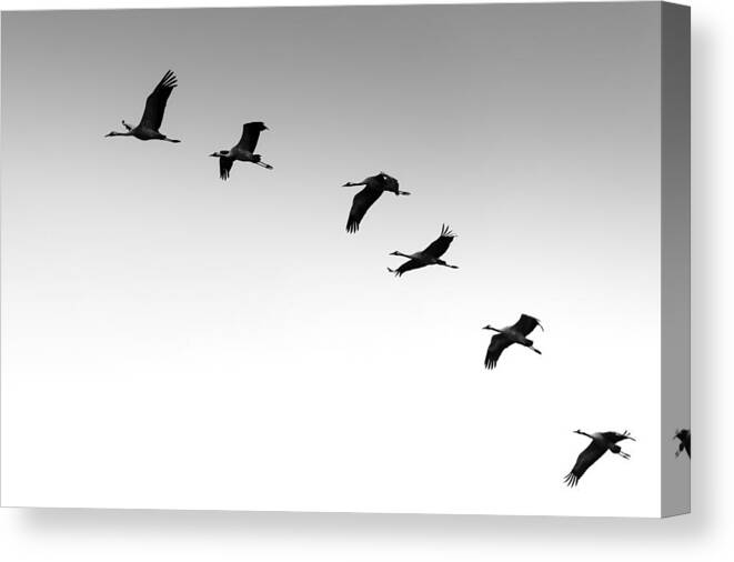 Crane Canvas Print featuring the photograph Cranes by Benny Pettersson