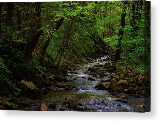 Hiking Canvas Print featuring the photograph Creek flowing through shady forest by Dee Browning