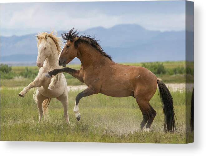 Horse Canvas Print featuring the photograph Cremello And The Ghost by Kent Keller