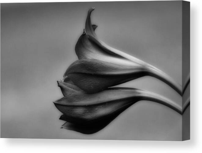 Plant Canvas Print featuring the photograph Crinum Lilies Black And White by Gaby Ethington