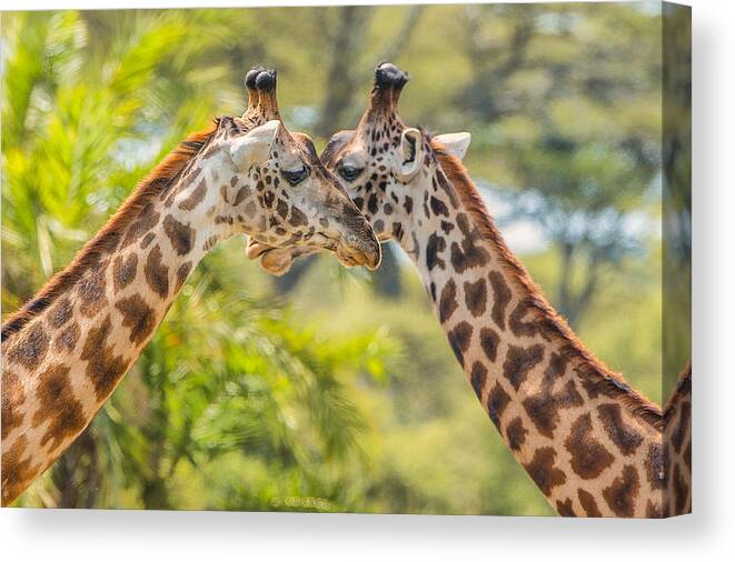 Wildlife Canvas Print featuring the photograph Cross by Mohammed Alnaser