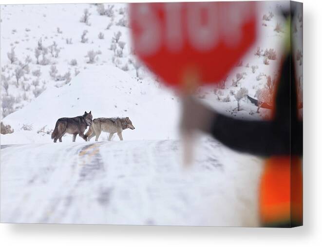 Yellowstone Canvas Print featuring the photograph Crossing Guard by Eilish Palmer