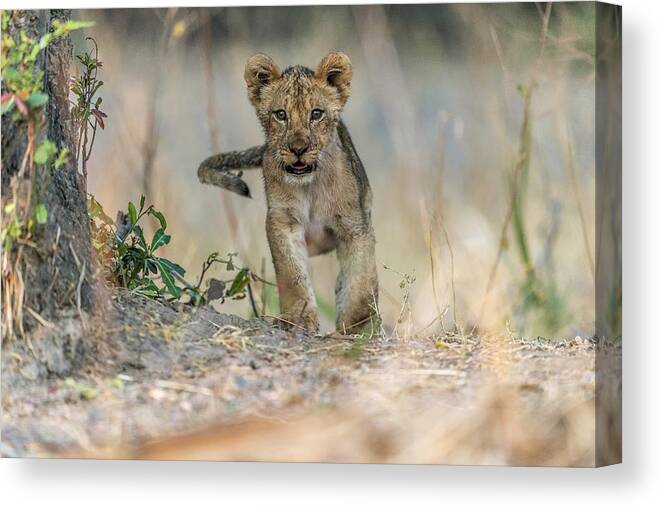 Cub Canvas Print featuring the photograph Cub - South Luangwa by Giuseppe D\\'amico