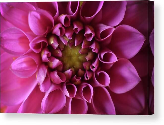 Flower Canvas Print featuring the photograph Curled Up by Michelle Wermuth