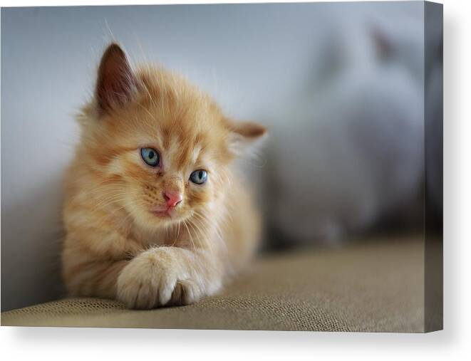 Cat Canvas Print featuring the photograph Cute orange kitty by Top Wallpapers