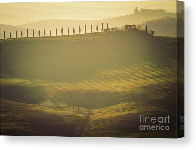 Landscape Canvas Print featuring the photograph Cypress Line in Tuscan Scenery by Heiko Koehrer-Wagner