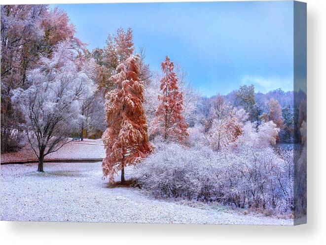 Snow Canvas Print featuring the photograph Cypress Trees In Light Snow by Dwight Sutton