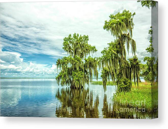 Cypress Trees Canvas Print featuring the photograph Cypress Trees, Tell Us The Mystery Of Your Soul by Felix Lai