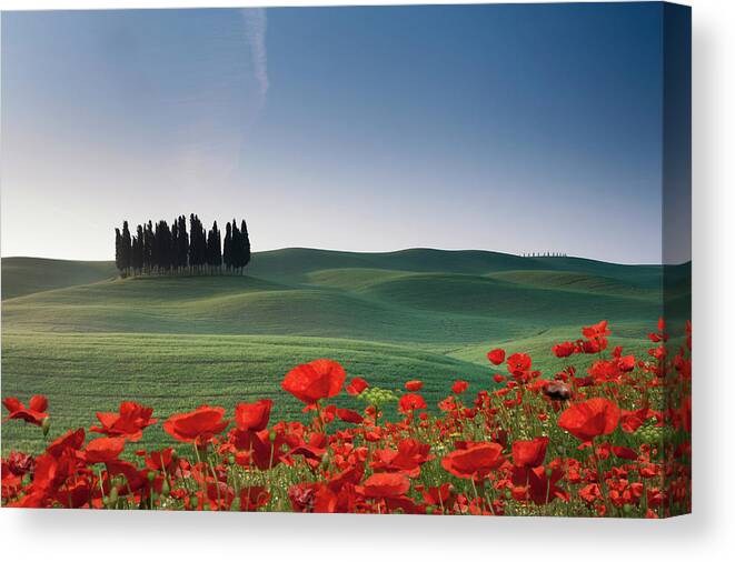 Tranquility Canvas Print featuring the photograph Cypresses And Red Poppies by Buena Vista Images