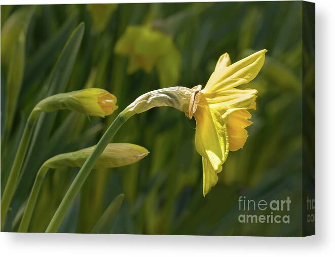 Daffodils Canvas Print featuring the photograph Daffodil in Sun by Marilyn Cornwell