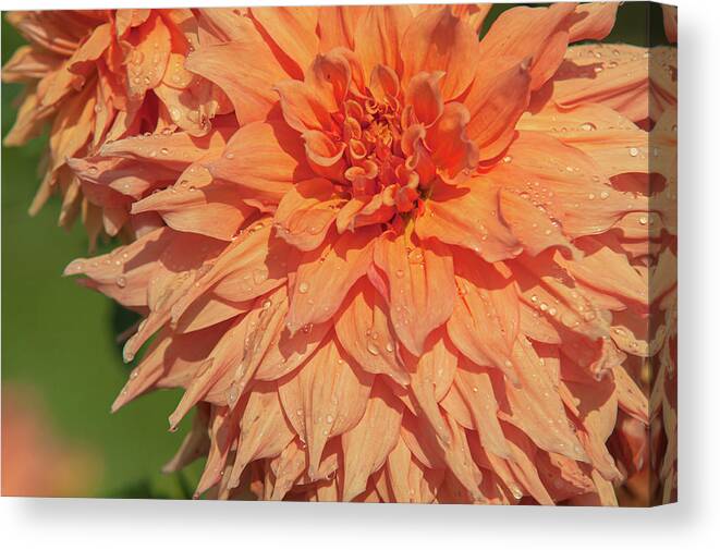 Jenny Rainbow Fine Art Photography Canvas Print featuring the photograph Dahlia Clyde's Choice by Jenny Rainbow