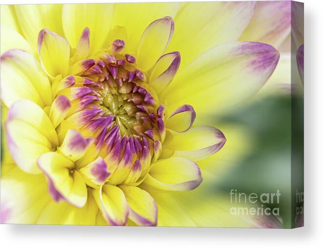 Dahlia Canvas Print featuring the photograph Dahlia Delight by Eva Lechner