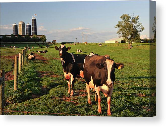Milk Canvas Print featuring the photograph Dairy Farm by Aimintang