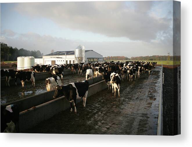 Milk Canvas Print featuring the photograph Dairy Farm by Emesilva