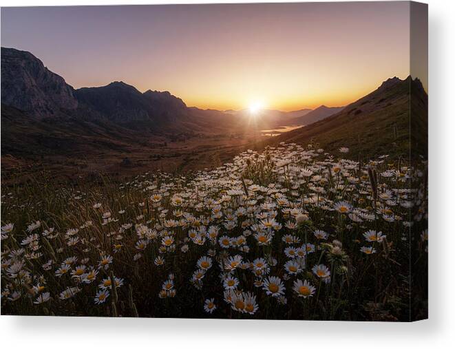 Daisies Canvas Print featuring the photograph Daisies Fields Forever by Sergio Abevilla