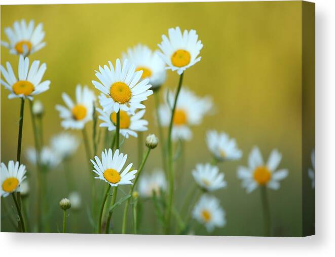 Grass Canvas Print featuring the photograph Daisy Flower And Defocused Background by Konradlew