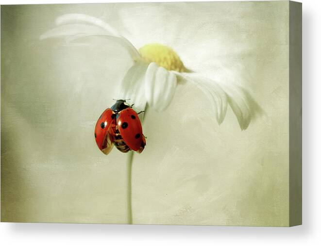 Animal Themes Canvas Print featuring the photograph Daisy Lady by Mandy Disher Photography
