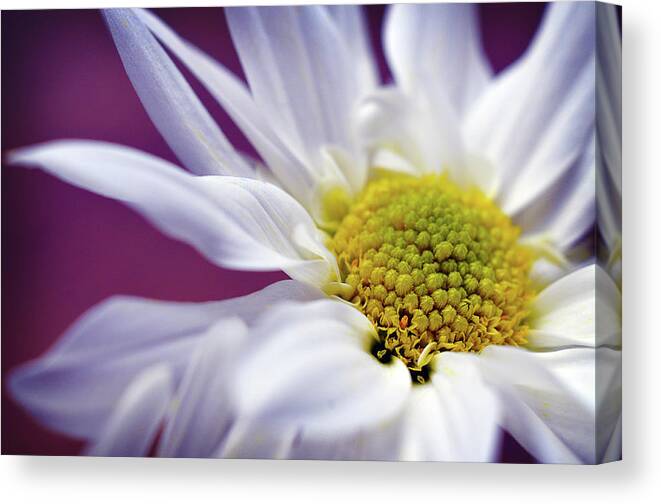 White Daisy Flower Canvas Print featuring the photograph Daisy Mine by Michelle Wermuth