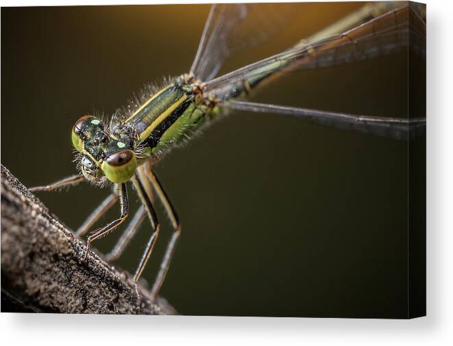 Greece Canvas Print featuring the photograph Damselfly On The Diagonal by Stavros Markopoulos