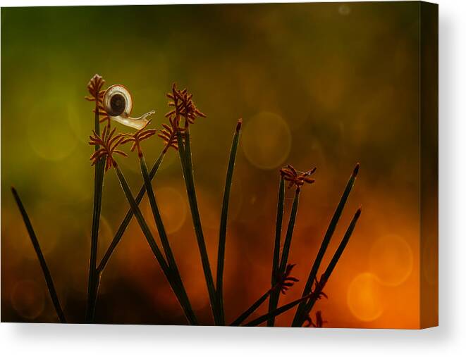 #snails Canvas Print featuring the photograph Dancing Snail by Abdul Gapur Dayak