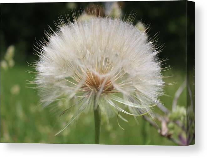 Dandelion Head Canvas Print featuring the photograph Dandelion head close up by Martin Smith