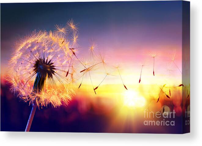 Flare Canvas Print featuring the photograph Dandelion To Sunset - Freedom To Wish by Romolo Tavani