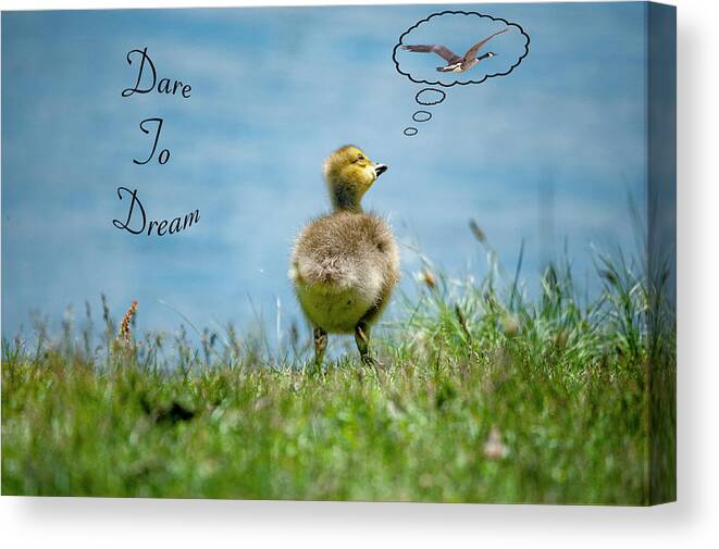 Greeting Card Canvas Print featuring the photograph Dare To Dream by Cathy Kovarik