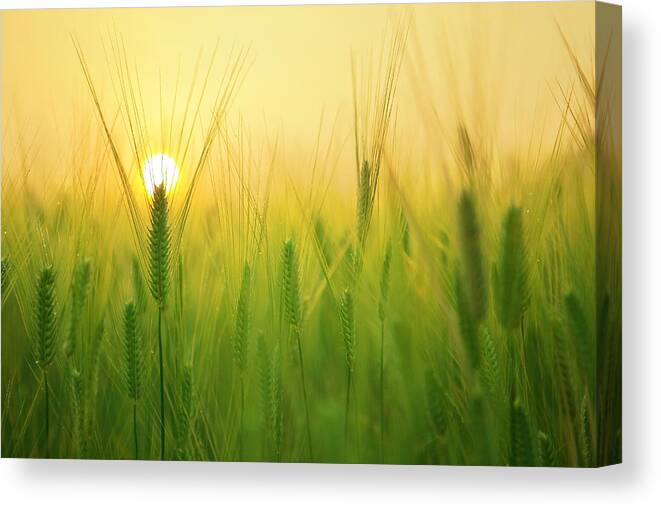 Photo Canvas Print featuring the photograph Dawn at the wheat field by Top Wallpapers
