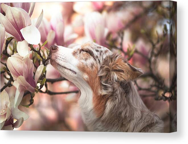 Smell Canvas Print featuring the photograph Dawn Of Blossom by Ve Shandor