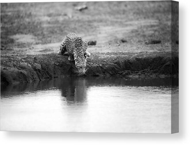 Leopard Canvas Print featuring the photograph Decisive Moment by Jaco Marx