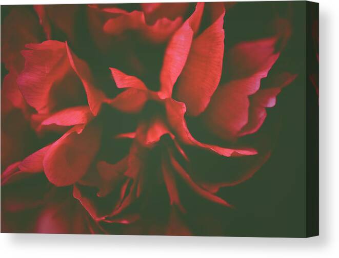 Red Canvas Print featuring the photograph Deep Red by Michelle Wermuth