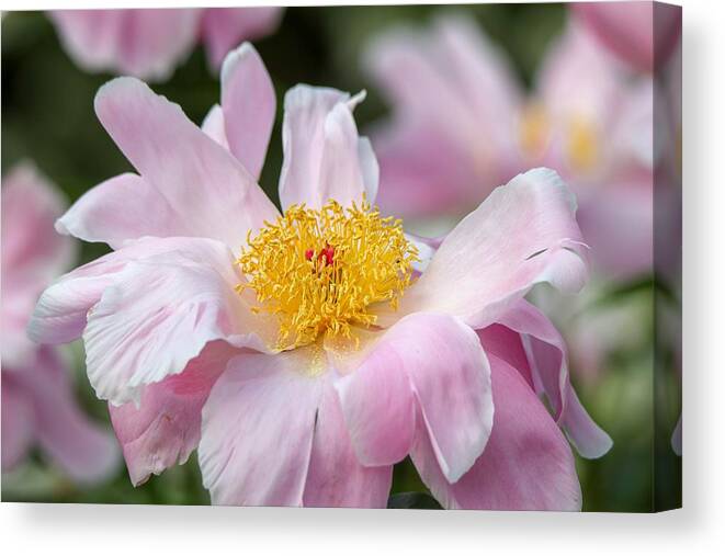 Peony Canvas Print featuring the photograph Delicate Pink Peony by Susan Rydberg