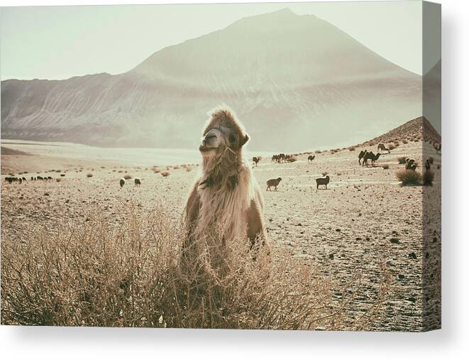 Animal Canvas Print featuring the photograph Desert Camel by Aledanda