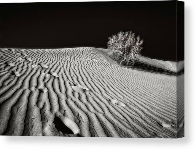 Desert Canvas Print featuring the photograph Desert Dash by Judi Kubes