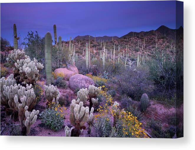 Saguaro Cactus Canvas Print featuring the photograph Desert Garden by Ericfoltz