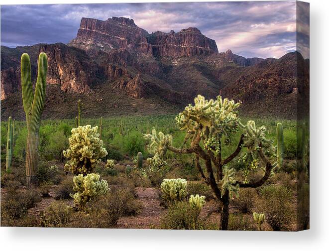 Superstition Canvas Print featuring the photograph Desert Mountains and Cactus by Dave Dilli
