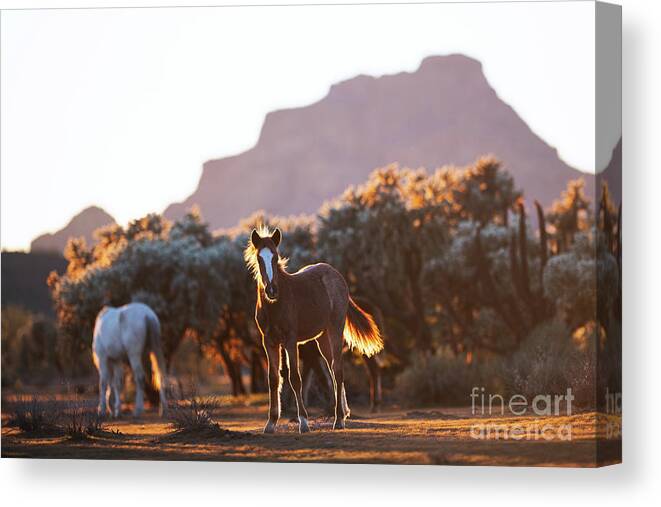 Yearling Canvas Print featuring the photograph Desert View by Shannon Hastings
