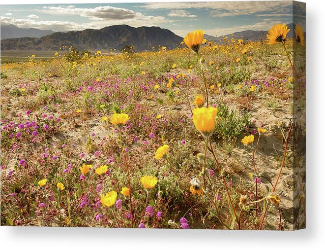 Flowers Canvas Print featuring the photograph Deset Bloom 2 by Ryan Weddle