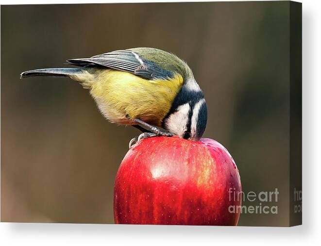 Britain Canvas Print featuring the photograph Detailed blue tit with beak inside a red apple by Simon Bratt