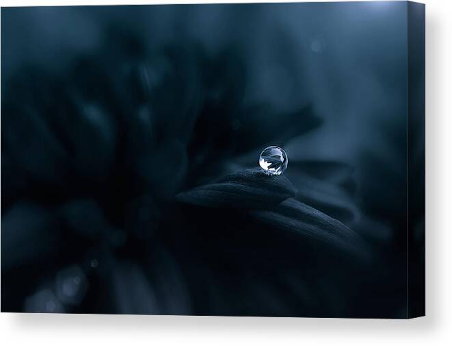 Macro Canvas Print featuring the photograph Dew In The Dark by Edy Pamungkas