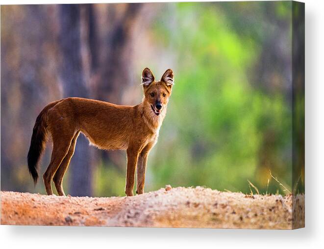 Photography Canvas Print featuring the photograph Dhole Cuon Alpinus Standing And Looking by Panoramic Images