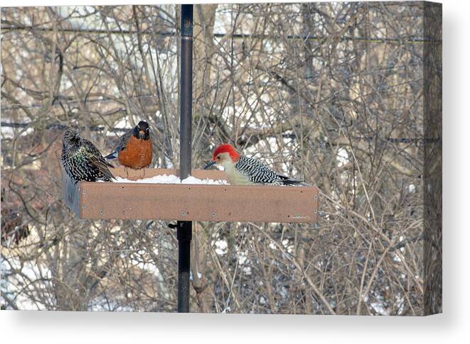 Bird Canvas Print featuring the photograph Dinner's Ready by Diane Lindon Coy