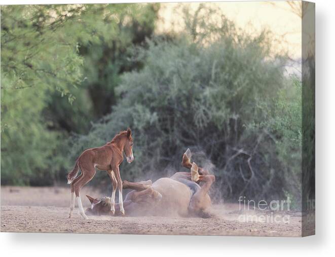 Cute Canvas Print featuring the photograph Dirt Bath by Shannon Hastings
