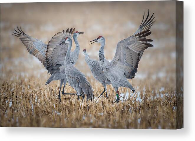 Sandhill Canvas Print featuring the photograph Discord by Kevin Wang