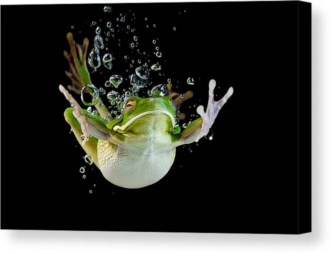 Frog Canvas Print featuring the photograph Diving by Kurit Afsheen