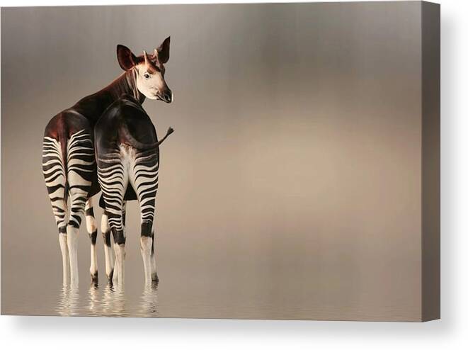 Animal Canvas Print featuring the photograph Do You Like My Stripped Panties ... ?? by Anna Cseresnjes