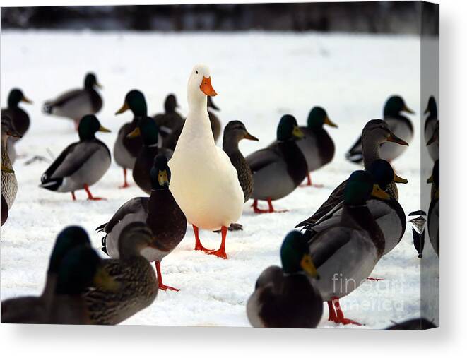 Persevere Canvas Print featuring the photograph Do You Stand Out From The Crowd by Brad Thompson
