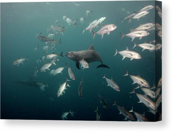 Underwater Canvas Print featuring the photograph Dolphins Smile by Dmitry Miroshnikov